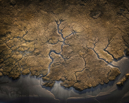 Aerial view of intricate dendritic drainage patterns in a salt marsh with golden vegetation and dark mudflats Portmarnock, County Dublin, Ireland.