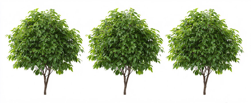Vibrant set of 3 Ficus benjamina (weeping fig) showcased against a clean white backdrop.
