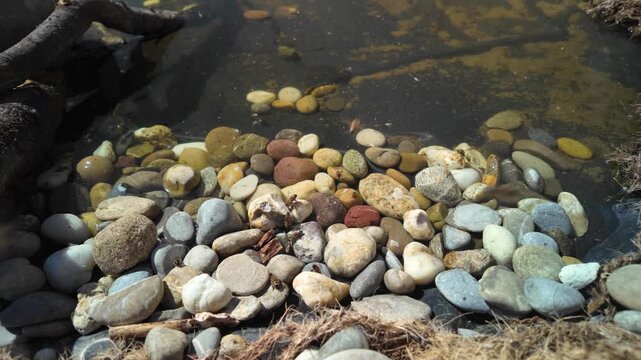 Bees, wasp and osmia drinking water on smooth garden pebbles at the edge of a small pond, wings shimmering in soft natural light.