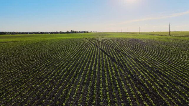 Aerial backwards flight over a young cornfield revealing an agricultural landscape at sunset with tire tracks in the soil