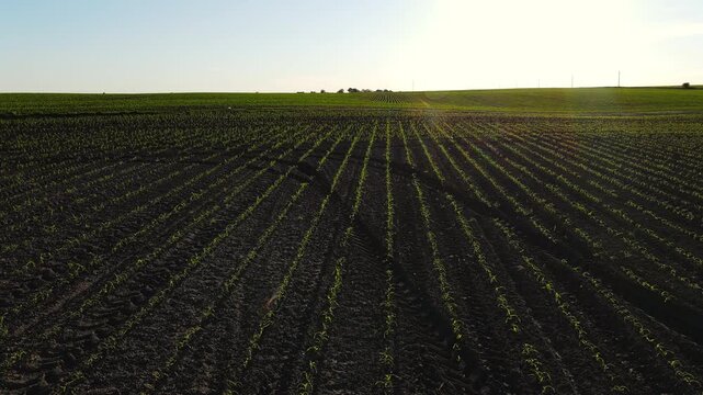 Aerial backwards flight over a young corn field during a sunny springtime day showing green sprouts and tractor tracks