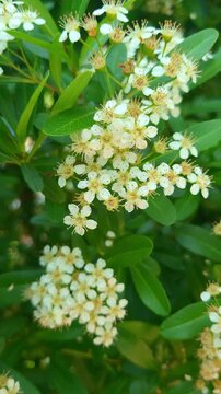 a gentle 4k vertical slow motion close-up of small white ligustrum flowers, also known as privet blossom. the clusters of tiny white blooms emit a delicate and graceful beauty, ideal for spring and...