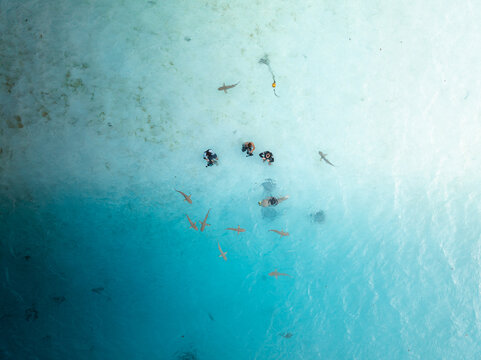 Aerial view of divers and snorkelers swimming with blacktip reef sharks in crystal clear turquoise lagoon water Moorea-Maiao, Windward Islands, French Polynesia.