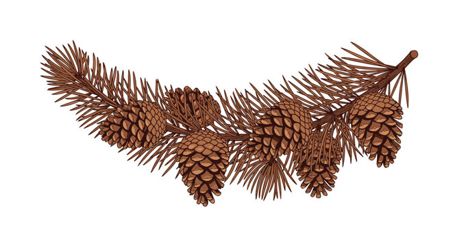 Detailed illustration of a brown pine tree branch covered in several textured pine cones and thin needles.