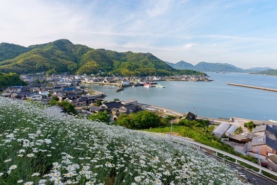 しまなみ海道因島 馬神除虫菊畑と瀬戸内海の風景