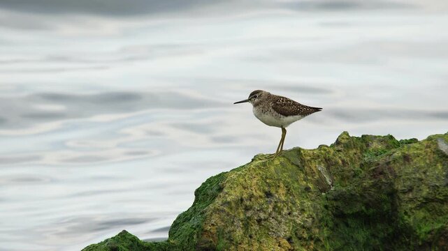 Wood Sandpiper (Tringa glareola) is a species of woodcock and a migratory bird. They live near freshwater, seaside, lakes, ponds, streams. They can feed on insects, crustaceans, mollusks.