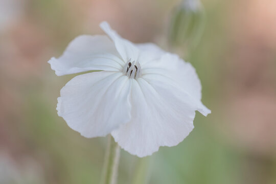 lychnis coronaria