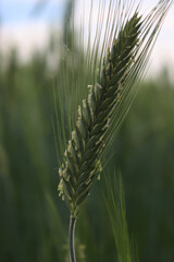 Fototapeta premium Green Wheat field in bloom on springtime . Wheat ears with flowers or Triticum aestivum