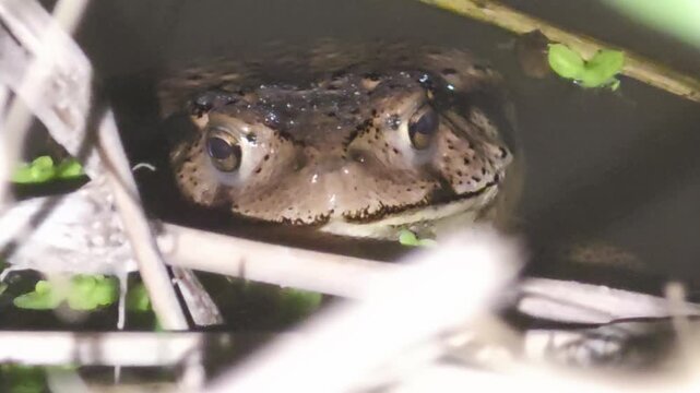 
Asian Toad (Bufo gargarizans) resting and breathing in a pond at night #002
야간 연못 물속에서 입을 뻐끔거리며 휴식하는 두꺼비 #002

