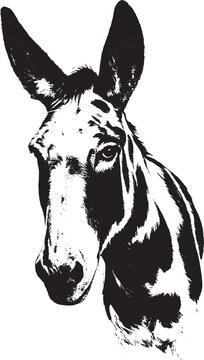Stylized donkey portrait vector illustration. Hand-drawn vintage engraving style black and white mule or domestic ass head isolated on white background.