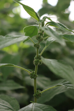 Spreading Pellitory plants with green blossoms in springtime. Parietaria judaica
