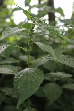 Spreading Pellitory plants with green blossoms in springtime. Parietaria judaica