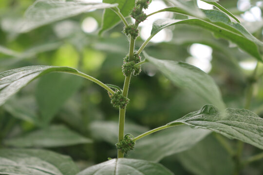 Spreading Pellitory plants with green blossoms in springtime. Parietaria judaica