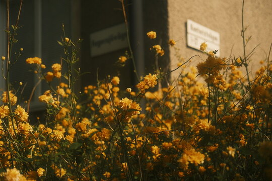Golden yellow flowers frot of  
street sign in warm urban sunlight