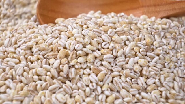 Macro shot of wooden spoon scooping a pile of barley seeds