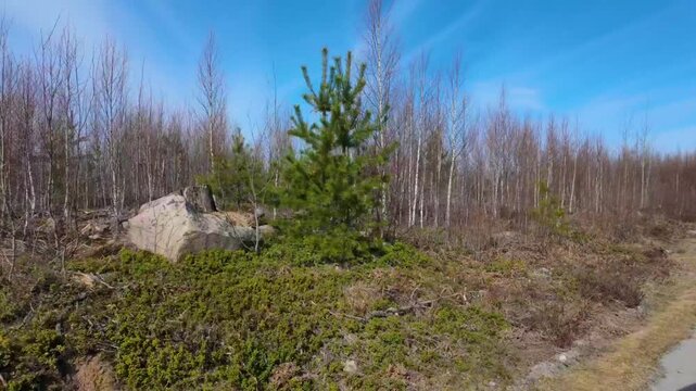 Car traveling along quiet forest road after timber harvesting