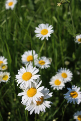 Fototapeta premium Leucanthemum vulgare plant in bloom. White and yellow Oxe eye daisy in the meadow