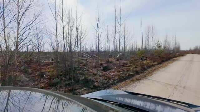 Rural gravel road passing through young logged forest landscape