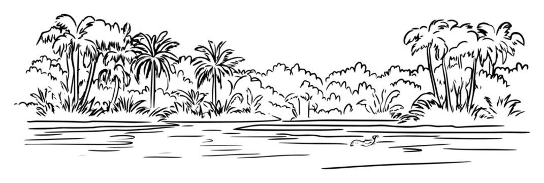 amazon rainforest river jungle landscape sketch