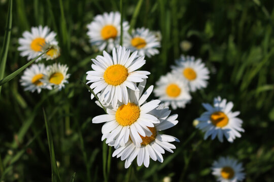Leucanthemum vulgare plant in bloom. White and yellow Oxe eye daisy in the meadow