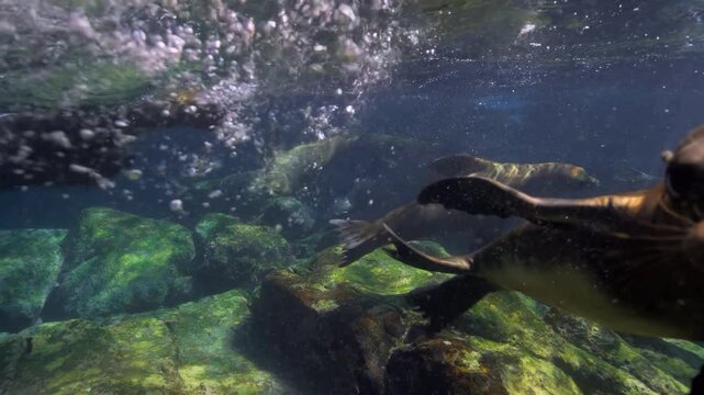 Group Of Playful Sea Lions Swimming Underwater In Clear Ocean Water Over Rocky Reef