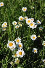 Fototapeta premium Leucanthemum vulgare plant in bloom. White and yellow Oxe eye daisy in the meadow