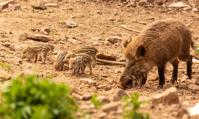 A sounder of wild boars with a sow and piglets © Sven Pfister 