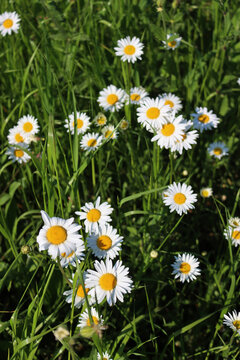 Leucanthemum vulgare plant in bloom. White and yellow Oxe eye daisy in the meadow