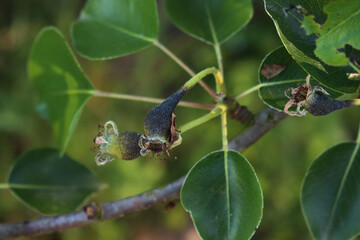 Fototapeta premium Close-up of small Pear fruits not growing and turn black in the orchard. Cultivated Pyrus tree on springtime 