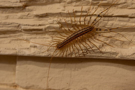 House centipede crawling on textured wall surface