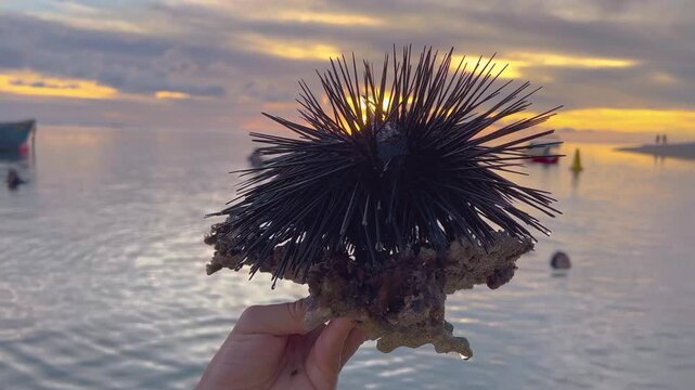 Hand Holding Sea Urchin On Coral Against Beautiful Ocean Sunset Background