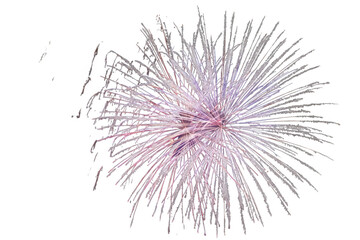 Obraz premium Bursting pink and purple shimmering firework display with glowing sparks for celebration and festive events, transparent background