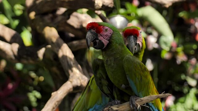 scarlet macaw parrot
