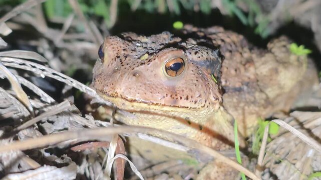 
Macro shot of an Asian Toad (Bufo gargarizans) wandering in the grass at night #001
야간에 풀숲을 이동하며 정면을 응시하는 두꺼비의 접사 #001

