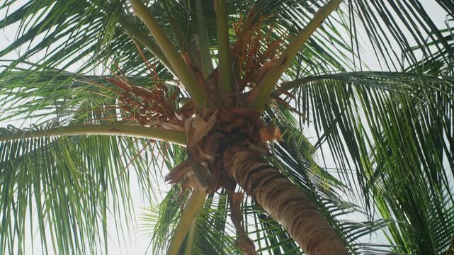 Upward view of palm tree canopy, sunlight filtering through green fronds and coconut clusters, leaning trunk stretching toward blue sky, tropical breeze rustling leaves, beachside mood with tranquil