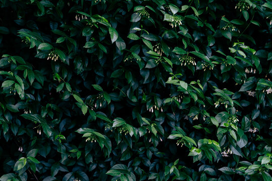 Green leaf texture backdrop, Natural fence and botanical hedge wall with dramatic light and deep teal shadows.