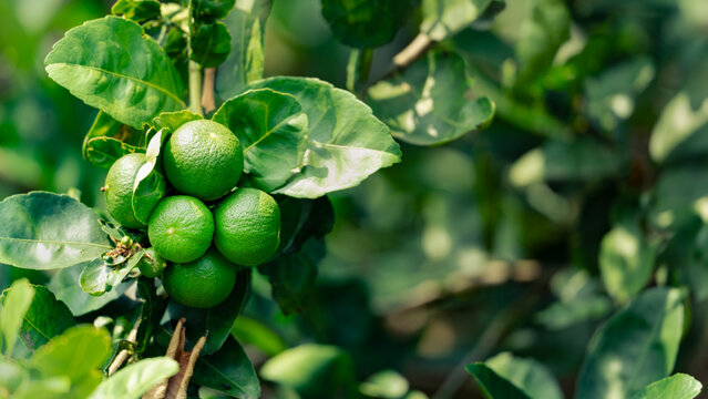 Fresh green lime fruits branch, Tropical citrus tree botanical nature