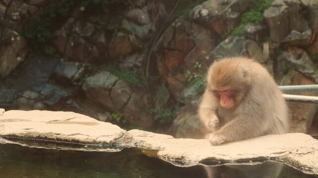 Japanese macaque relaxing at a hot spring near Nagano in the Japanese Alps. Peaceful winter nature scene with steam and natural surroundings.