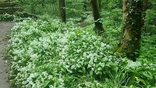 Blanket of aromatic white garlic flowers and lush foliage cover on peaceful woodland forest floor