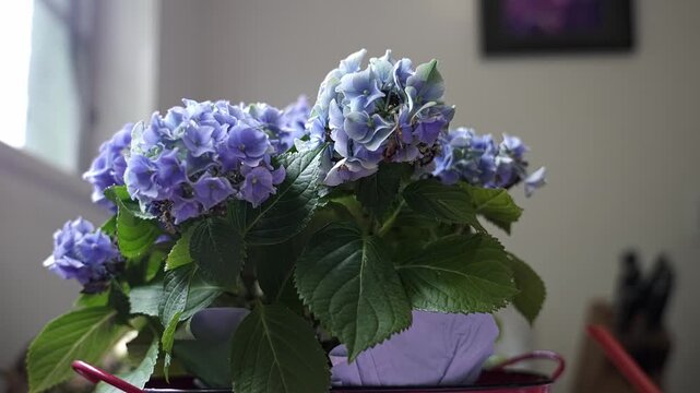 Potted blue hydrangea plant with vibrant petals and lush green leaves sitting on a table. Sunlight from a nearby window illuminates the flowers