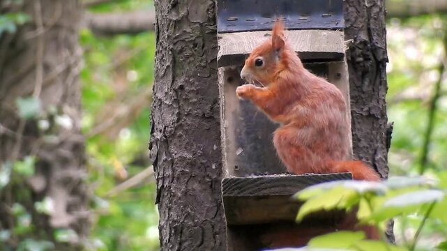 Red squirrel eating seeds lifting lid on feeding box in quiet Penrhos woodland forest