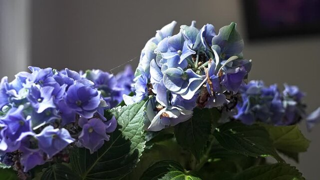 Bright sunbeam moving across a beautiful blue hydrangea flower, creating a play of light and shadow on the delicate petals indoors