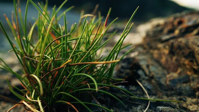 Small patch of grass background stock footage