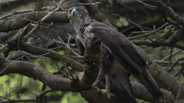 Bonellis eagle (Aquila fasciata) perching on a tree.