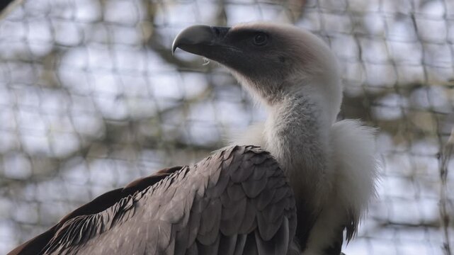 Eurasian Griffon vulture (gyps fulcus) on a recovery cage.