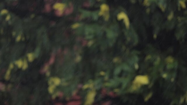 Rain falling in slow motion in front of tree foliage.