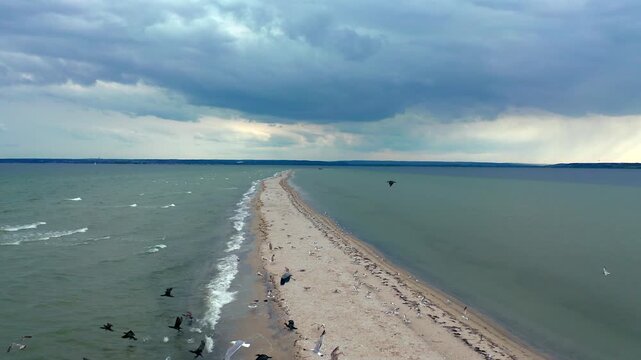 Flock of birds soaring above Mewia Rewa sandbar in Puck Lagoon. Drone perspective shows coastal wildlife over turquoise waters of Baltic formation.