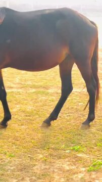 Horses Grazing on Green Grass in Open Field.