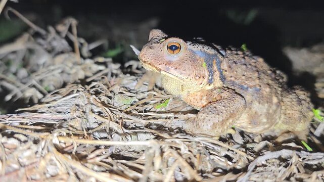 
Side view of a Korean toad sitting on dry grass at night  #002

