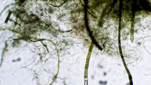 Algae - Micro organism at microscope magnification